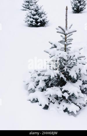 Snow covered plants in park Stock Photo