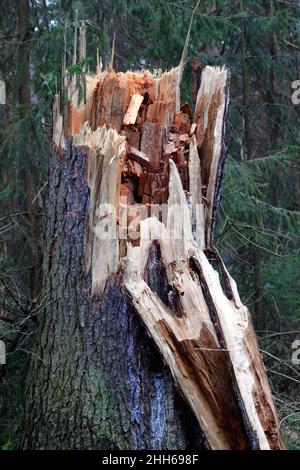 Broken forest tree after heavy storm Stock Photo