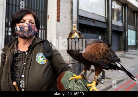 Madrid, Spain. 23rd Jan, 2022. A woman carrying a Harris's hawk (Parabuteo unicinctus) is seen during a demonstration in defense of the countryside and the rural world, attended by thousands of farmers from all over the country. The association 'Alma Rural' has called to protest under the slogan 'Great Demonstration of the Rural World' in response to the situation suffered by the primary sector, asking for changes in agricultural, livestock and environmental policies. Credit: Marcos del Mazo/Alamy Live News Stock Photo