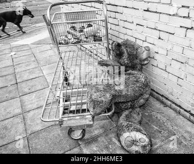 Teddy and me went on an all night booze fest. Teddy was off his trolly and fell of the wagon. Stock Photo