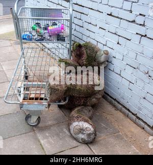 Teddy and me went on an all night booze fest. Teddy was off his trolly and fell of the wagon. Stock Photo