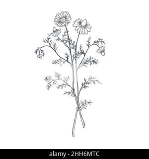 Ink chamomile herbal illustration. Hand drawn botanical sketch style. Stock Vector