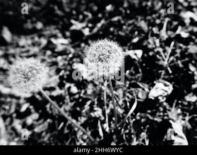 Two dead dandelion flowers covered in seeds contrast against the leaf-covered ground. Black and White photo. Stock Photo