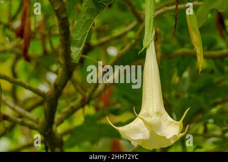 The flowers of the amethyst plant are trumpet-shaped, pale yellow in color. Amethyst (Datura metel) is a flowering plant belonging to the Solanaceae t Stock Photo