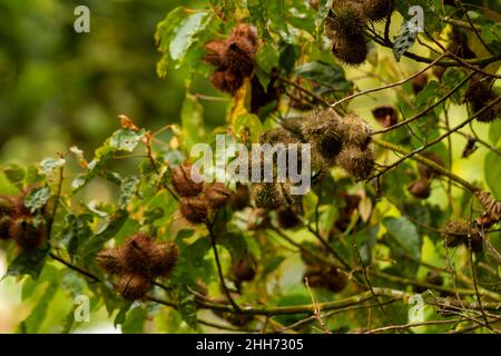 The castor bean or castor oil plant (Ricinus communis) fruit is brown, the skin is cracked and open, is a species of perennial flowering plant in the Stock Photo