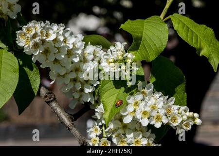 Ladybug on bird cherry leaf, soft focus. Beautiful white bird cherry blossoms in sunny day. Environment concept Stock Photo