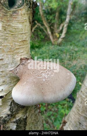 Birch bracket fungus / polypore (Piptoporus betulinus) growing from a dead Silver birch (Betulina pendula) tree, Kenfig NNR, Glamorgan, Wales, UK, Oct Stock Photo