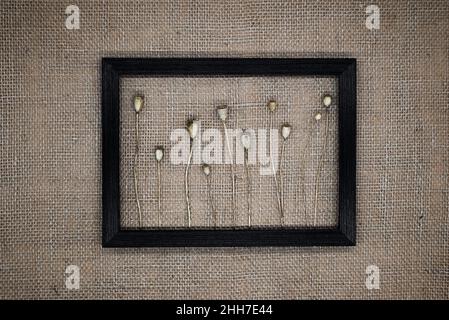 Background from natural materials. Wooden frame on a background of burlap. Inside the frame are boxes of dry poppy pods. The effect of a three-dimensi Stock Photo