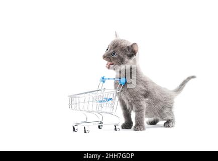 Gray color kitten stands near shopping trolley and meows. Stock Photo