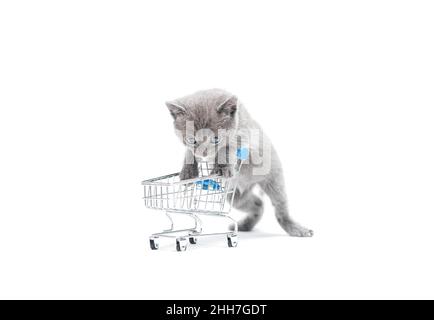 Gray color kitten walking with shopping trolley. Stock Photo