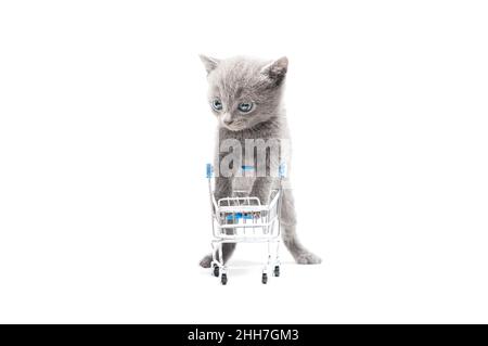 Cute kitten stands with empty pushcart for shopping. Stock Photo