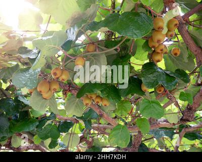 Kiwi or kiwifruit or chinese gooseberry branches with fruits and leaves at the plantation. Actinidia deliciosa. Stock Photo