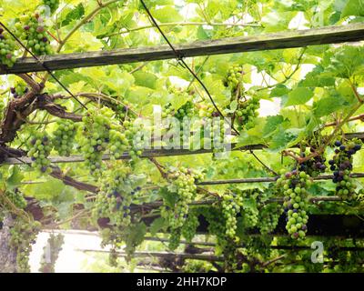 Grape branches with unripe fruits at the vineyard. Vine with leaves and tendrils. Grapevine. Vitis vinifera plant. Stock Photo