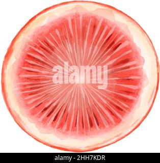 Half of grapefruit painted with watercolors on white background. Trendy and colourful of Summer Vector fruit Orange. Stock Vector
