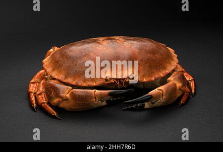 Cooked crab on black background  Stock Photo