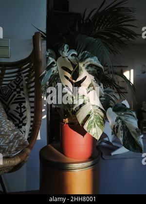 Monstera albo borsigiana or variegated monstera houseplant. Full plant in the afternoon sun. Rare and expensive plant. Stock Photo
