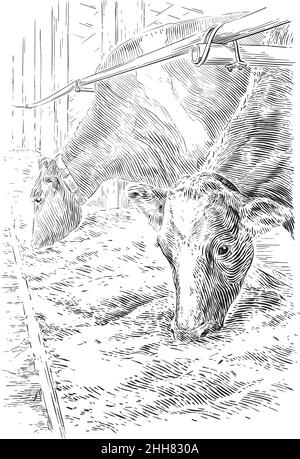 feeding cows with hay hand drawing sketch engraving illustration style Stock Vector