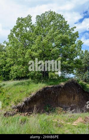 A large spreading green oak tree on a hill on a sunny summer day Stock Photo
