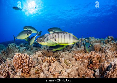 These sleek unicornfish, Naso hexacanthus, are all lining up at a cleaning station on a Hawaiian reef. The are vying for the attention of one endemic Stock Photo