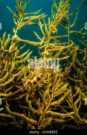 This leafy sea dragon, Phycodurus eques, is perfectly camouflaged against the plant life under a wharf up Spencer Gulf in South Australia. Stock Photo
