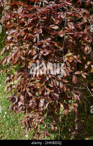 Fagus sylvatica ‘Purpurea Pendula’ weeping copper beech – cascading