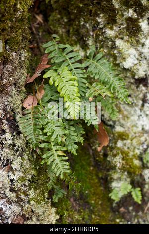 Polypodium vulgare plants in the woods Stock Photo