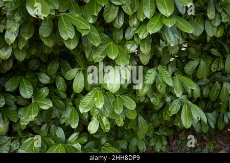 Prunus laurocerasus lush foliage Stock Photo