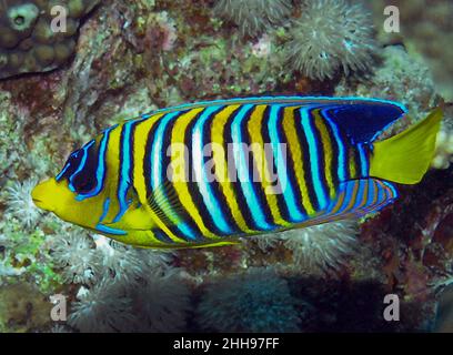 A lone Regal Angelfish (Pygoplites diacanthus) in the Red Sea Stock Photo