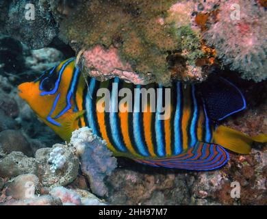 A lone Regal Angelfish (Pygoplites diacanthus) in the Red Sea Stock Photo