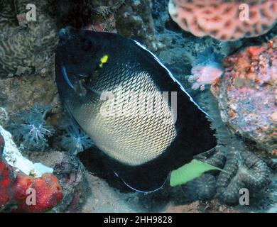 An Yellow-ear Angelfish (Apolemichthys xanthotis) in the Red Sea, Egypt Stock Photo