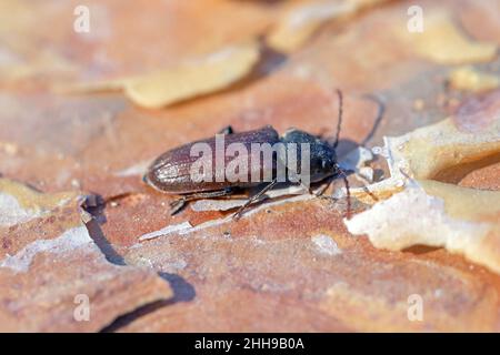 Extreme close-up of pine longhorn beetle Black spruce borer - Asemum striatum on the bark of a pine tree. Stock Photo