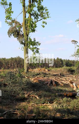 Tree logs in forest after clearing of plantation in forest. Raw timber from felling site. Cut trees logs. Stacks of cut wood. Stock Photo
