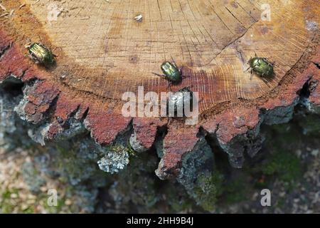 Cetonia aurata called the rose chafer and Protaetia lugubris. Insects drinking sap leaking from an oak stump after a felled tree in the forest. Stock Photo
