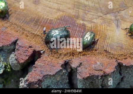 Cetonia aurata called the rose chafer and Protaetia lugubris. Insects drinking sap leaking from an oak stump after a felled tree in the forest. Stock Photo