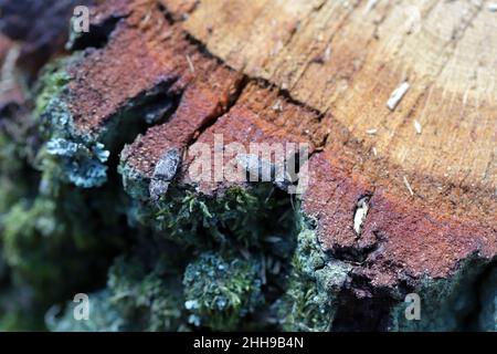 2 click beetles - Agrypnus murinus. Insects drinking sap leaking from an oak stump after a felled tree in the forest. Stock Photo