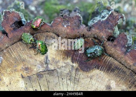 Cetonia aurata called the rose chafer and Protaetia lugubris. Insects drinking sap leaking from an oak stump after a felled tree in the forest. Stock Photo