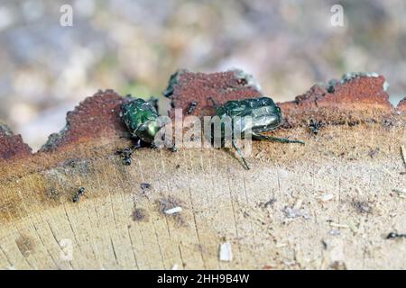 Cetonia aurata called the rose chafer and Protaetia lugubris. Insects drinking sap leaking from an oak stump after a felled tree in the forest. Stock Photo