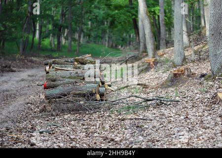 Tree logs in forest after clearing of plantation in forest. Raw timber from felling site. Cut trees logs. Stacks of cut wood. Stock Photo