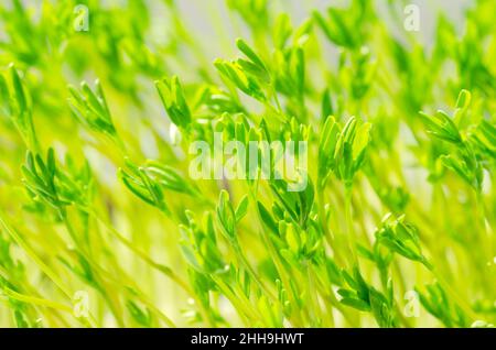 Puy lentil shoots, macro photo close up. Le Puy lentil microgreens. Young plants, seedlings of French green lentils, sprouted Lens esculenta puyensis. Stock Photo