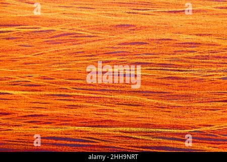Horizontal background with copy space and Texture closeup - red Stock Photo