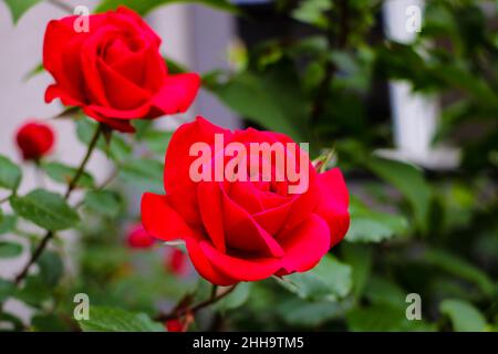 Detail of red roses in the garden. Selective focus Stock Photo
