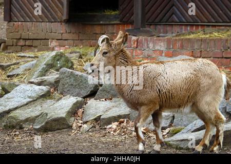 Out of focus. View of a small mountain ram on the stone Stock Photo