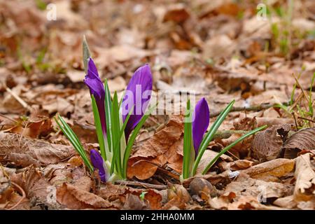 After winter, crocuses bloom in the park in spring Stock Photo