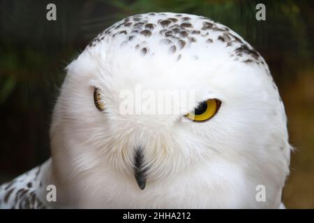 Close up on a white owl. Birds Stock Photo