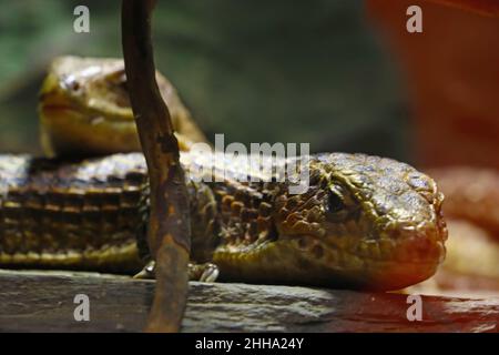 Close up view of a beautiful lizard. Out of focus