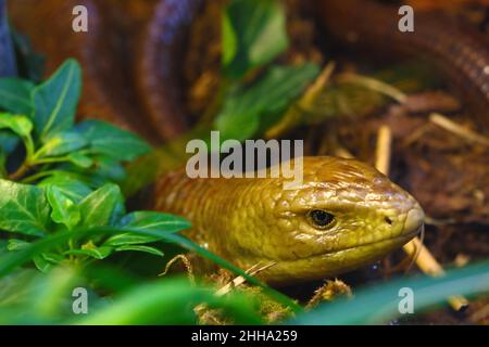 A bright yellow snake hides among the greenery. Out of focus Stock Photo
