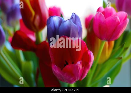 Beautiful fresh tulips in a bouquet. Holiday. Out of focus Stock Photo