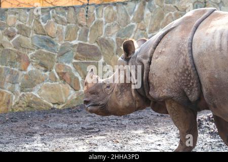 Close-up on an adult rhinoceros in the park Stock Photo