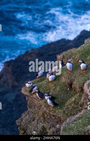 Puffins during mating season on the edge of a cliff in Myjnes in Faroe Islands. Stock Photo