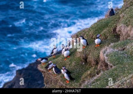 Puffins during mating season on the edge of a cliff in Myjnes in Faroe Islands. Stock Photo